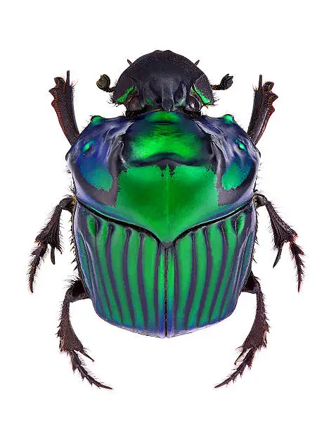 Oxysternon conspicillatum, dung beetle from South America, male specimen