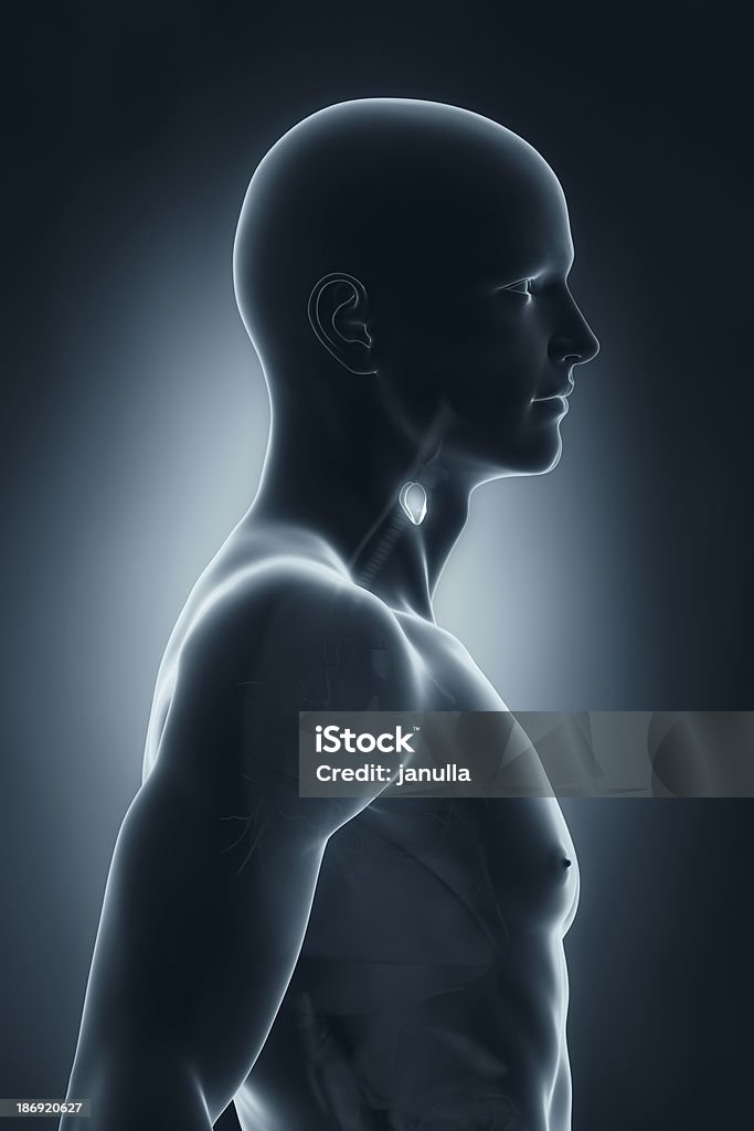 Masculino anatomia Vista lateral da tiróide - Foto de stock de Adulto royalty-free