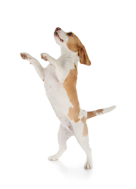 A jumping beagle dog who is very excited  cute beagle dog isolated on white background begging animal behavior stock pictures, royalty-free photos & images