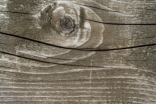 The texture of an old decaying tree. Wooden background.