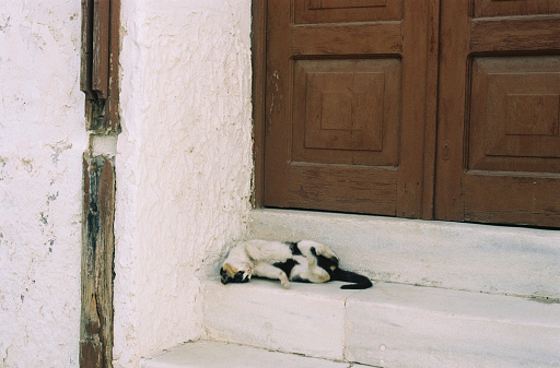 Cat on steps by door