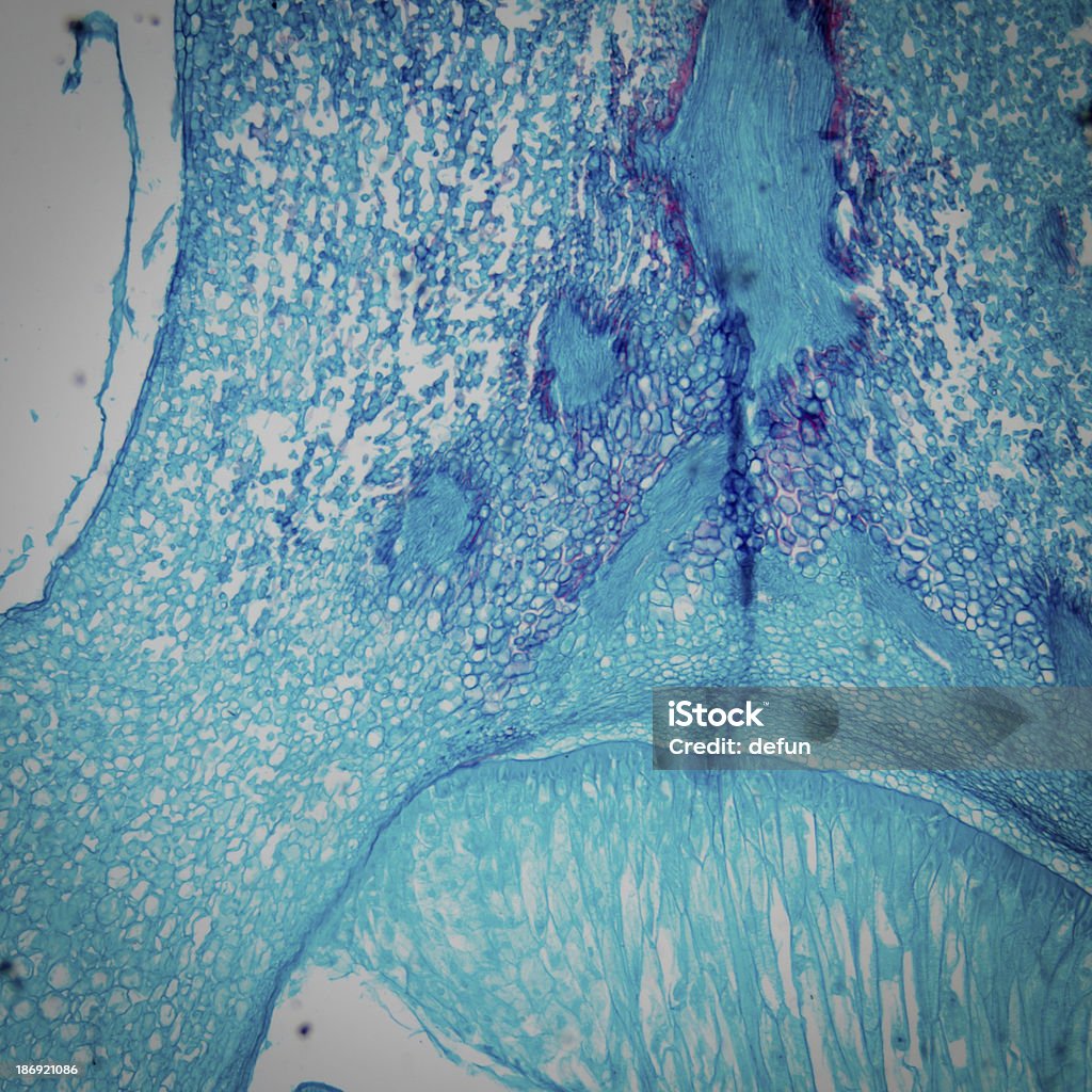 microscopy maïs Embryon - Photo de Céréale libre de droits