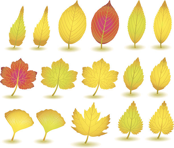 illustrazioni stock, clip art, cartoni animati e icone di tendenza di autunno leafs vii:) - baumblätter