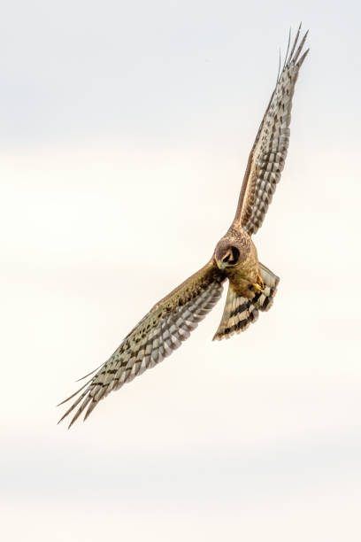 istock Northern Harrier in flight, Delta, BC, Canada 1869213377