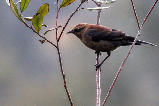 rusty blackbird, Burnaby, BC, Canada