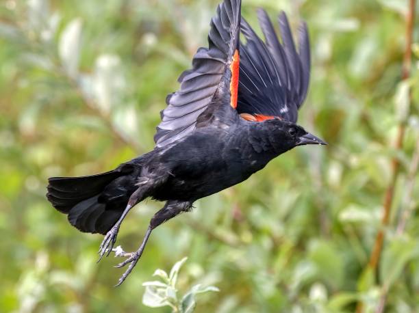 istock Red-winged blackbird flying, Burnaby Lake, BC, Canada 1869213903