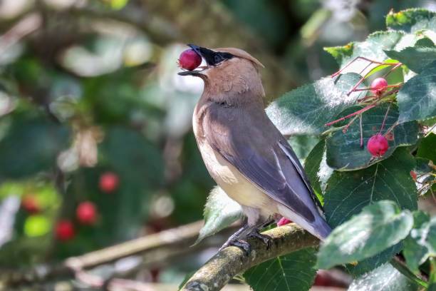 istock Cedar waxwing eating berries in a park 1869213916