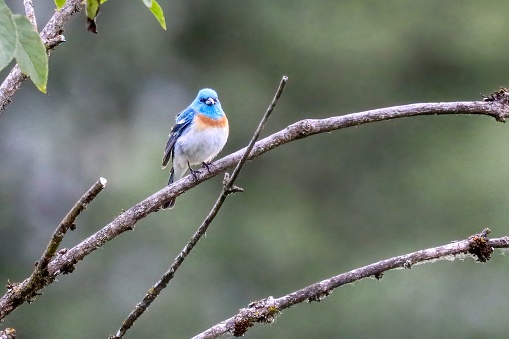 Lazili Bunting perched on tree branch