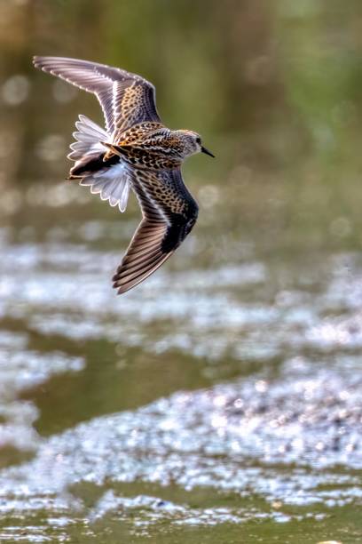 istock Least Sandpiper in flight, Delta, BC, Canada 1869214749