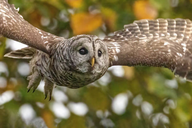 istock Barred Owl In Flight, Richmond, BC, Canada 1869215048