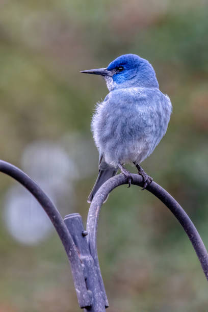 pinyon jay, West Vancouver, BC, Canada pinyon jay, West Vancouver, BC, Canada pinyon jay stock pictures, royalty-free photos & images