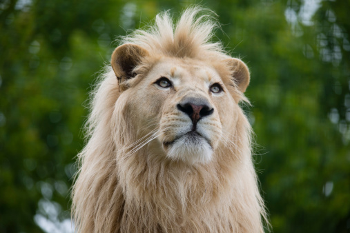 Young male white lion with a short tuft