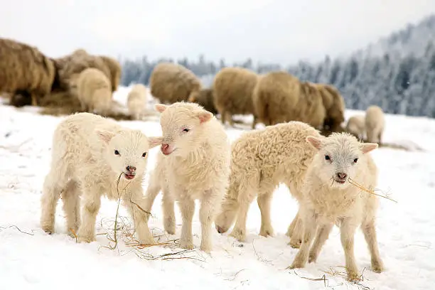 Photo of Winter lambs