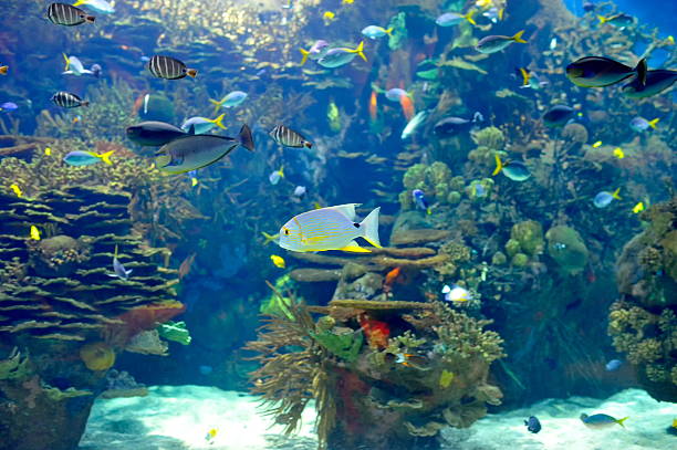istock underwater image of tropical fishes 186922005