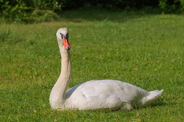 istock A bright beautiful white swan is located on a green meadow. 1869221428
