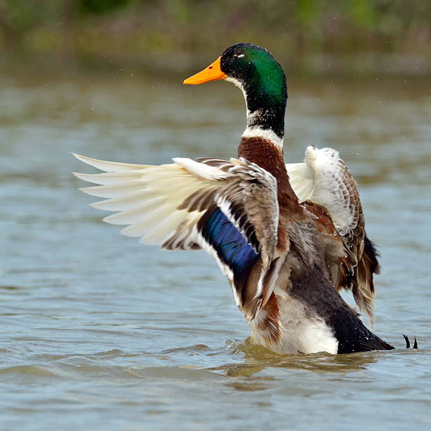 istock mallard duck on the lake 186922854