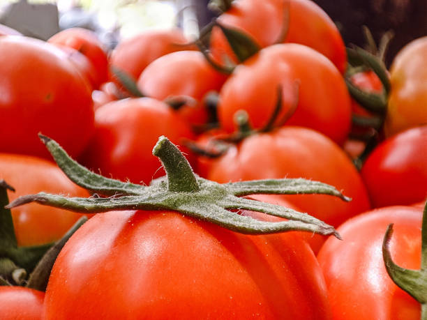 Fresh and ripe servo tomatoes