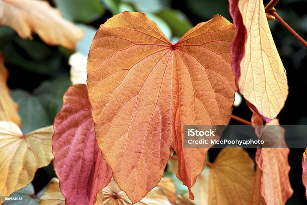 Lamina d'oro in giardino. - Foto stock royalty-free di Aiuola