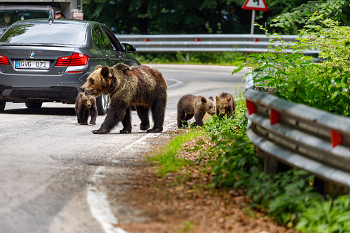 Transfagarsan, Arges, Romania - July 01, 2022: European Brown Bear in the Carpathians of Romania