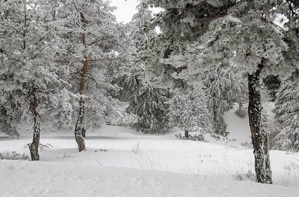 istock Snow and frost covered pine trees 186923291