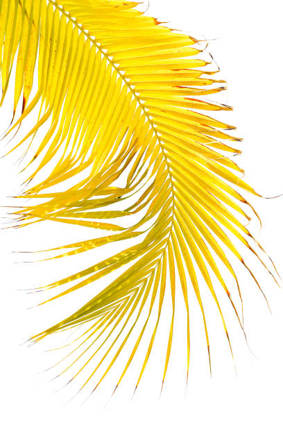 istock A palm branch.  Flat lay, top view. Copy space. Isolate on white. 1869236075