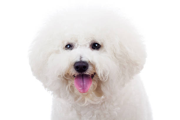 istock bichon frise puppy dog 186923859