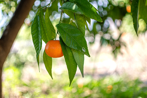 Fresh ripe tangerine fruits