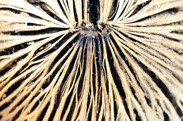 surface of Cerbera oddloam's seed, Pong pong seed