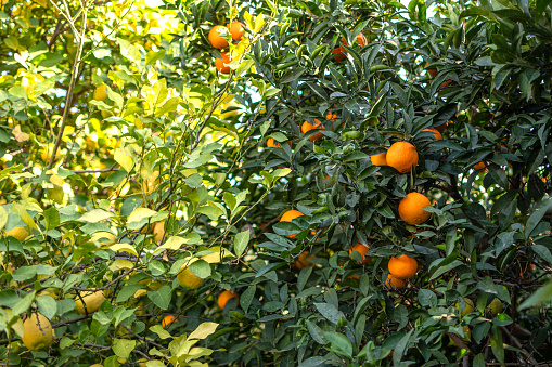 Japanese persimmon tree with ripe fruits