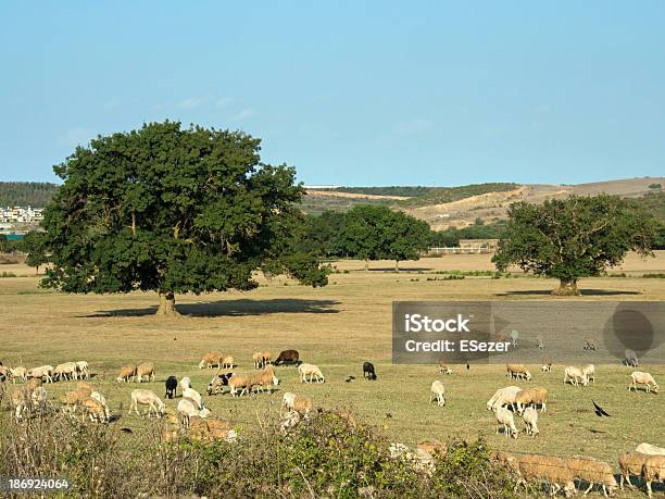 Sheeps Wieńcząc W Łąka - zdjęcia stockowe i więcej obrazów Bez ludzi - Bez ludzi, Bezchmurne niebo, Drzewo