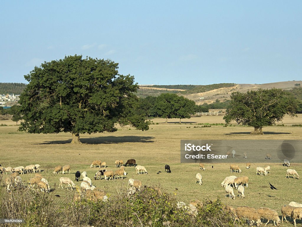 Sheeps banquete no Meadow - Foto de stock de Agricultura royalty-free