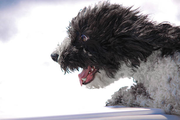 istock dog loves speed 186924107