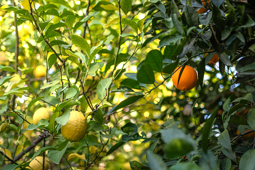 Lemon trees in pots, yellow lemons on a tree.