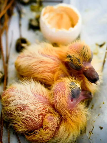 Photo of Newly hatched pigeon chicks