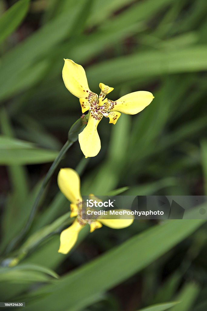 Flores amarelas no jardim. - Foto de stock de Abrigando-se royalty-free