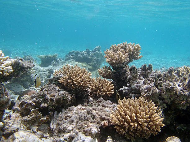 istock snorkeling in the red sea 186924706