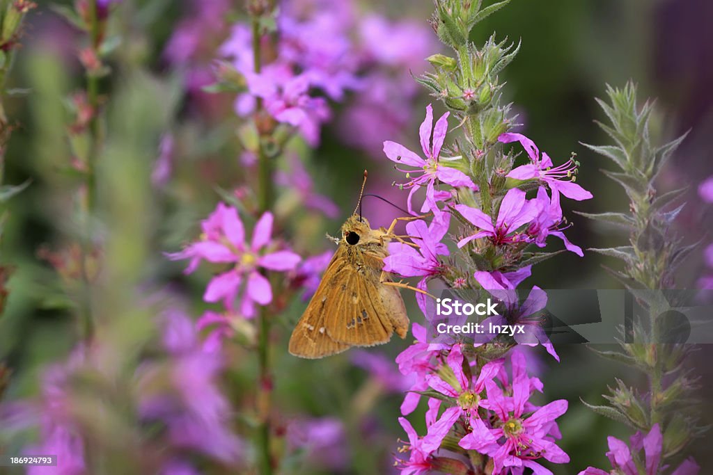 Borboleta - Royalty-free Agricultura Foto de stock