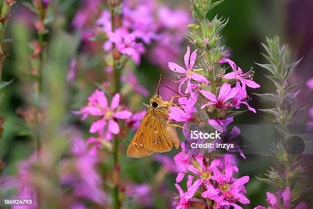 Borboleta - Fotografias de stock e mais imagens de Agricultura - Agricultura, Animal, Animal selvagem