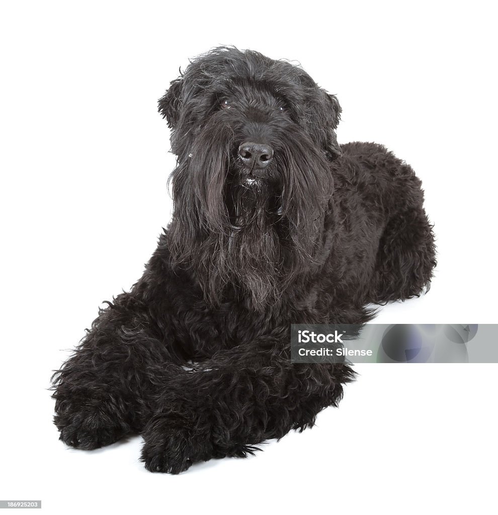 black Russische terrier - Lizenzfrei Russische Kultur Stock-Foto