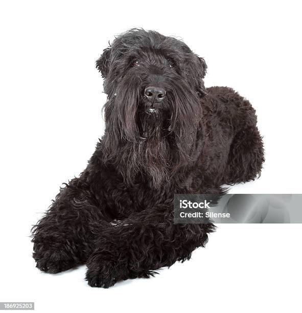 Black Russische Terrier Stockfoto und mehr Bilder von Russische Kultur - Russische Kultur, Schwarz - Farbe, Terrier