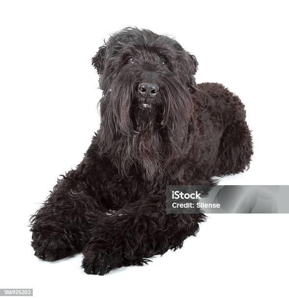 Black Russian Terrier - zdjęcia stockowe i więcej obrazów Czarny kolor - Czarny kolor, Kultura rosyjska, Terier