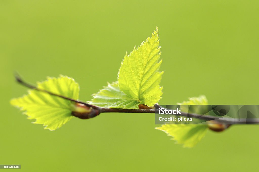Fresca primavera foglie - Foto stock royalty-free di Ambientazione esterna