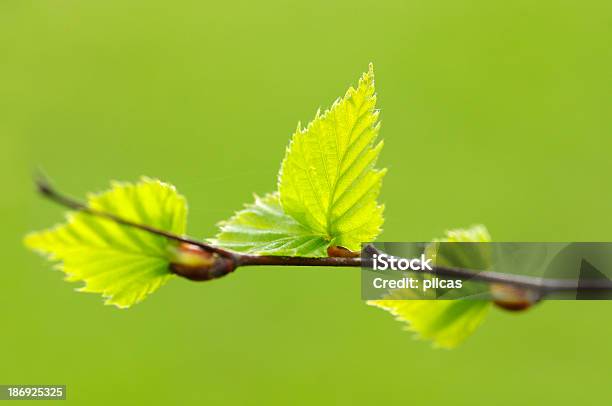 Fresca Primavera Foglie - Fotografie stock e altre immagini di Ambientazione esterna - Ambientazione esterna, Botanica, Close-up