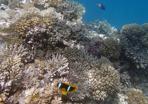 istock snorkeling in the red sea 186925579
