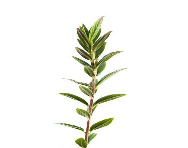 istock plant stem isolated on white background 186925626