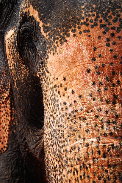istock Trunk of Indian elephant 186925756