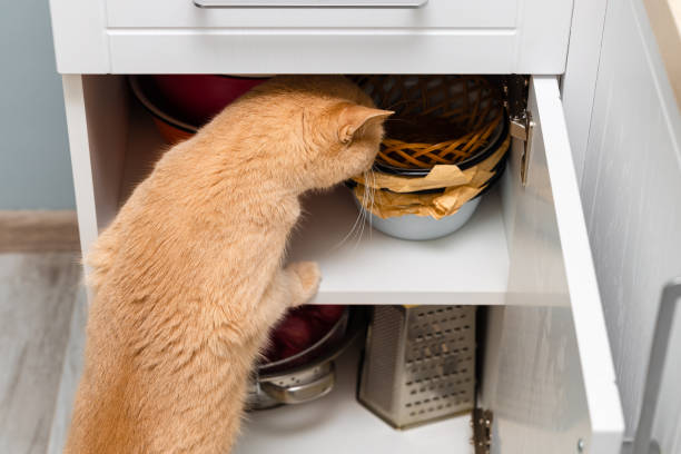 istock red cat climbs into the kitchen cabinet 1869257827