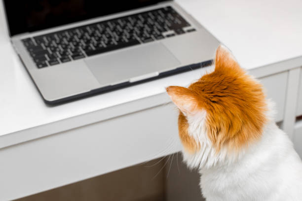 istock cat sitting in front of laptop screen. 1869257910