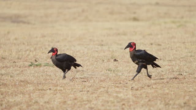Southern Ground Hornbill looking to scavenge a lion kill in grasslands