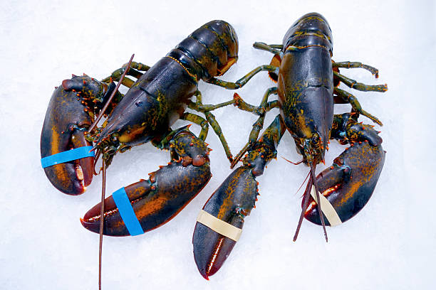istock Two lobster in the snow 186925958
